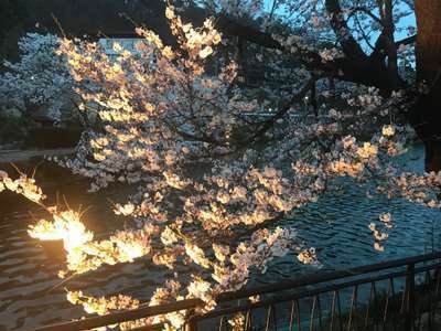 近隣の桜情報 臥竜公園 渓谷美の宿 風景館