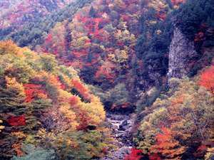 紅葉トレッキングが始まります 渓谷美の宿 風景館