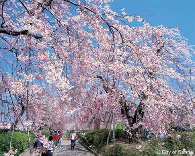 桜まつり キャッスルイン仙台