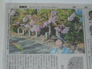 2026年1月24日の伊豆新聞に小室桜が掲載されました。 | 海の見える宿