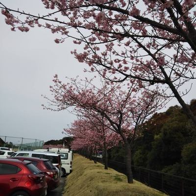 ジャイアンツのキャンプ地は ひかん桜 が満開です 青島グランドホテル
