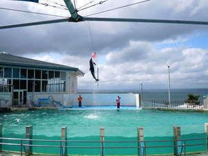 のとじま水族館本日65歳以上無料 石川県能登半島 和倉温泉 ゆけむりの宿 美湾荘 公式