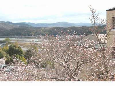 桜の花情報 サントピア岡山総社