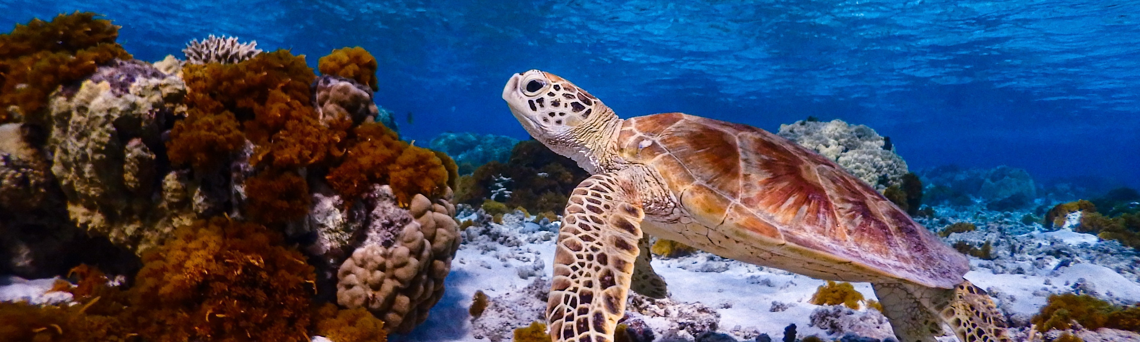 ワンピース ゾロ ロビン 缶 当時物 美品 ONE PIECE ONE PIECE