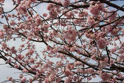 １６ １７日伊豆高原桜まつり おおかん桜イベント ビストロ プチラパン