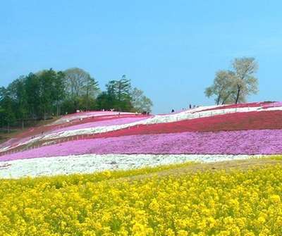 みさと芝桜まつり 明日から 山陽ホテル