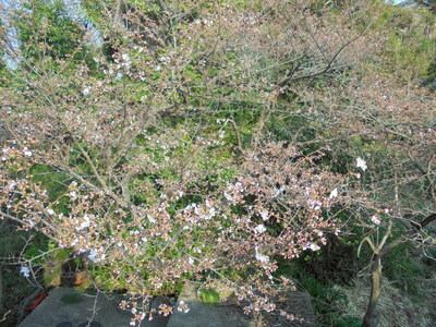 龍宮館 花便り ３月２５日 夕日の宿 龍宮館