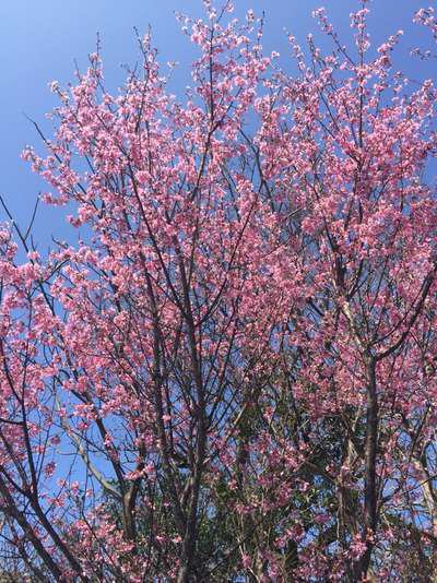 桜満開 早咲きの桜が美しい春の京丹後へ １日８組限定 間人蟹と地魚料理 大人の絶景隠れ宿 寿海亭