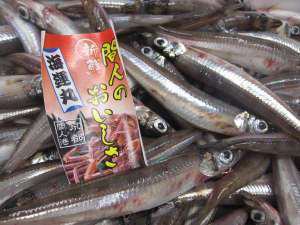 秋は沖ギス 丹後の底引き網漁が解禁しました １日８組限定 間人蟹と地魚料理 大人の絶景隠れ宿 寿海亭