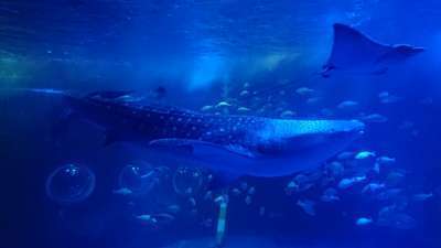 水族館4☆のとじま水族館9☆ディズニー11☆ミッキー☆記念メダル