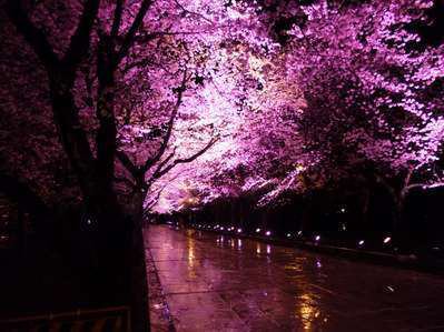 あのころから続く高田公園の夜桜。いつ頃満開？ | 奥白馬温泉 国富