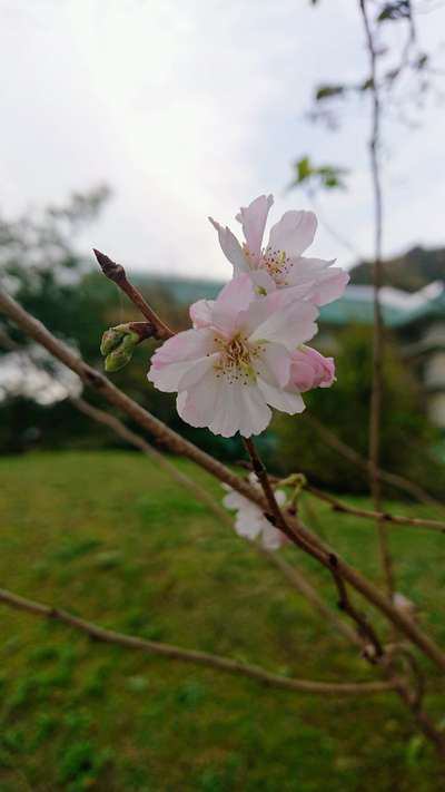 紅葉は それでも可愛い十月桜が咲いています ホテル國富 くにとみ 翠泉閣