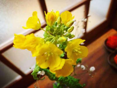 菜の花 信州湯田中温泉 華灯りの宿 加命の湯