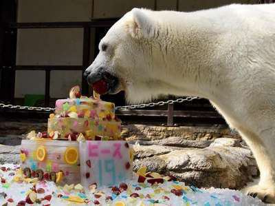 とべ動物園の人気者 12月１日はピースの誕生日 外湯巡りの宿 ホテル葛城 Spa Resort道後