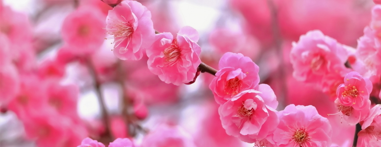湯河原温泉　あかね