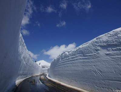 八甲田 雪の回廊と温泉 ウォーク 野の花 焼山荘