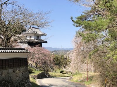 岩村町も満開です 城麓の宿 岩村山荘