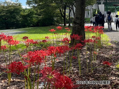 彼岸花 | グリーンピア八女