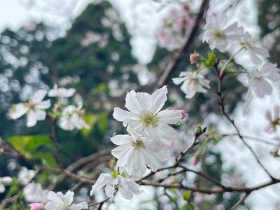 桜 十月桜が咲き始めました！ | グリーンピア八女