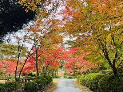園内紅葉 2025年11月13日撮影 | グリーンピア八女