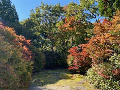 園内の紅葉情報 色づき始め 10 26現在 グリーンピア八女