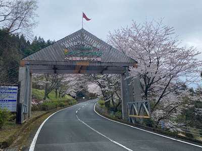 桜 沿道 遠藤 3 21現在 グリーンピア八女