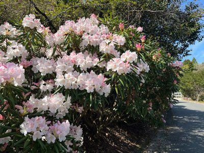 西洋シャクナゲ（早咲き）が咲き始めました。 | グリーンピア八女