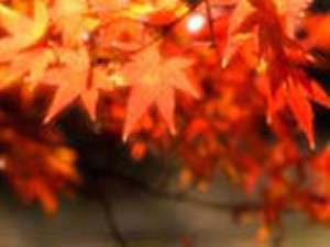 亀山湖オータムフェスティバル 紅葉クルージング やすらぎと光彩の宿 ペンションかめやま園
