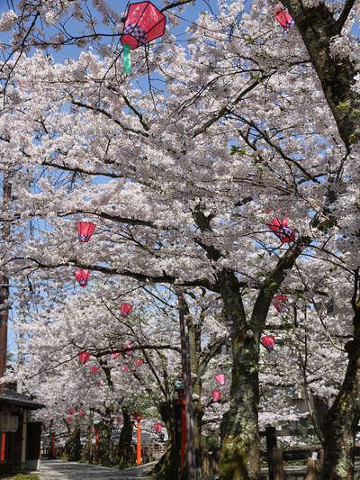 今が盛り 城崎の桜並木が見事です O かに食うんだったら きのさき 夢こやど 天望苑