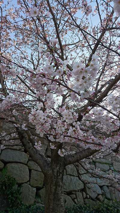 玉藻公園 高松城跡 の桜も綺麗です 坂出グランドホテル