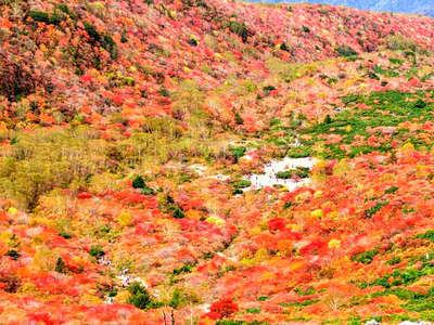 紅葉を見に行こうよう 那須のスポット その１ 鉄板焼の宿 菊