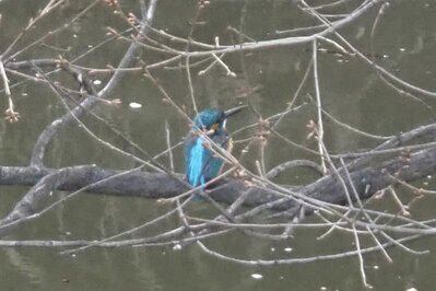 桜満開の上田城に“幸せの青い鳥”？ | 別所温泉 南條旅館