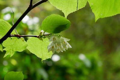 花言葉は 愛の旅 ハクウンボクの花が咲きました 別所温泉 旅の宿 南條