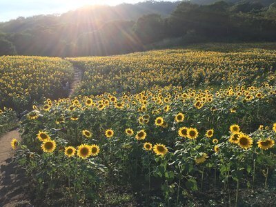 mitukiさま専用 黄昏のひまわり畑ほか　3点おまとめ 梅雨が明けた！夏だ！三ノ倉ひまわり畑の季節が来た！ | くつろぎ宿 新滝