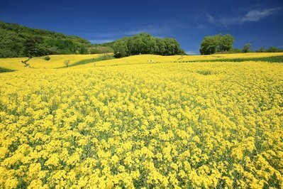 菜の花 三ノ倉高原菜の菜の花が見頃♪夏は250万本のひまわり | くつろぎ宿 新滝