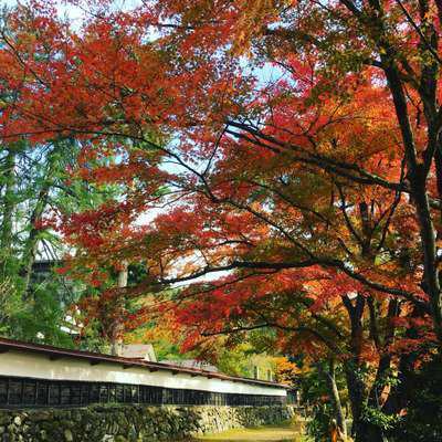 会津紅葉状況 柳津福満虚空蔵尊圓蔵寺 くつろぎ宿 新滝