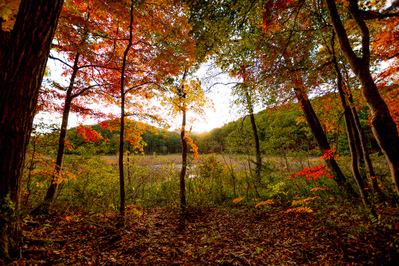 奥会津エリアが紅葉 矢の原湿原に行ってきました くつろぎ宿 新滝