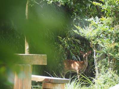 鹿がでました 楊貴妃浪漫の宿 玉仙閣