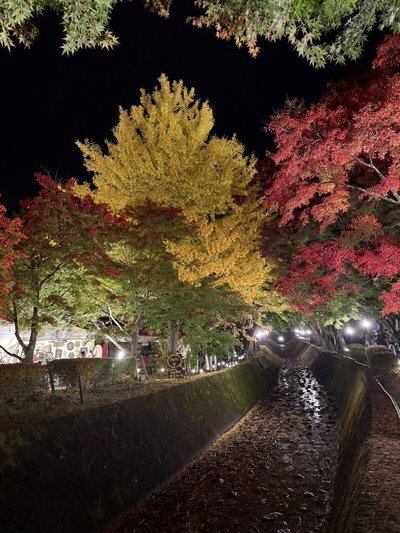 「河口湖の紅葉」 河口湖の紅葉が好き 📷Nikon Z6ⅱ, Z8 & Z14-24mm F2.8 S 🎨Adobe