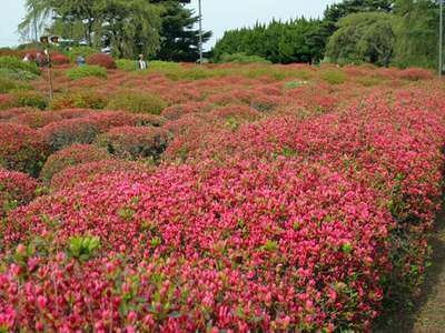 第46回 小室山公園つつじ祭り ホテル伊東ガーデン 公式サイト