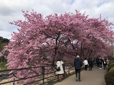 河津桜が満開 ホテル伊東ガーデン 公式サイト