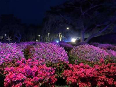 小室山公園つつじ祭りライトアップ ホテル伊東ガーデン 公式サイト