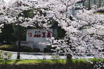 桜情報 平成29年4月 玉造温泉街桜 満開 玉造温泉 曲水の庭 ホテル玉泉