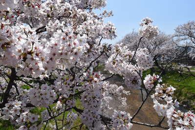 春の散歩道 玉湯川の桜をドローン映像でご案内 玉造温泉 曲水の庭 ホテル玉泉