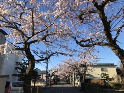 函館の桜 五稜郭公園 桜ケ丘通り 八分咲き 竹葉新葉亭