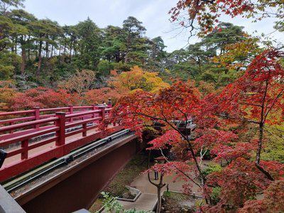 弥彦公園のもみじ谷の紅葉！ | 寺泊海岸つわぶき温泉 美味探究の宿 住吉屋