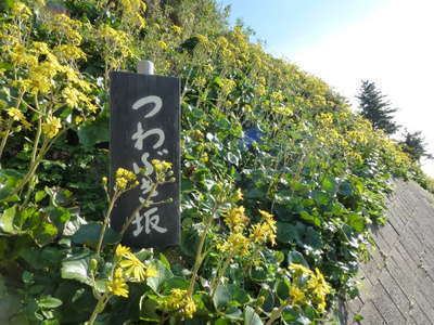 石蕗の花が見頃です 寺泊海岸つわぶき温泉 美味探究の宿 住吉屋