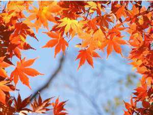 まもなく箱根の紅葉 山越旅館より秋のお知らせ 山越旅館