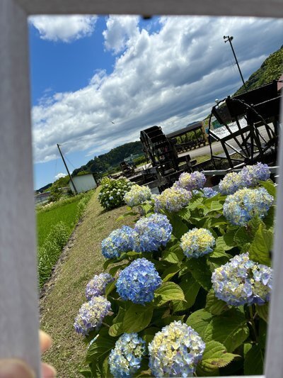 四万十市安並 「水車の里」あじさい開花状況 | 四万十の宿