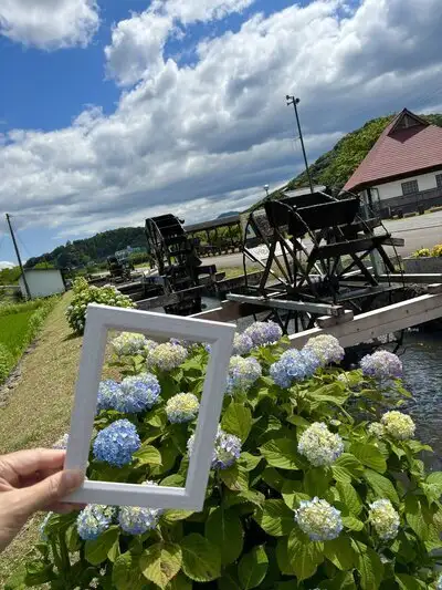 四万十市安並 「水車の里」あじさい開花状況 | 四万十の宿